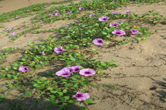 Ipomoea pes-caprae